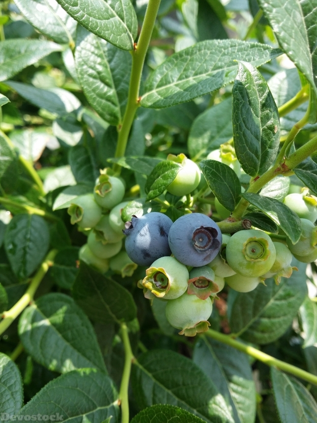 Devostock Blueberry Fruit Wood 848077