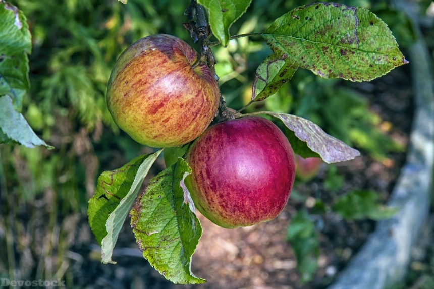 Devostock Boskoop Apple Fruit Red