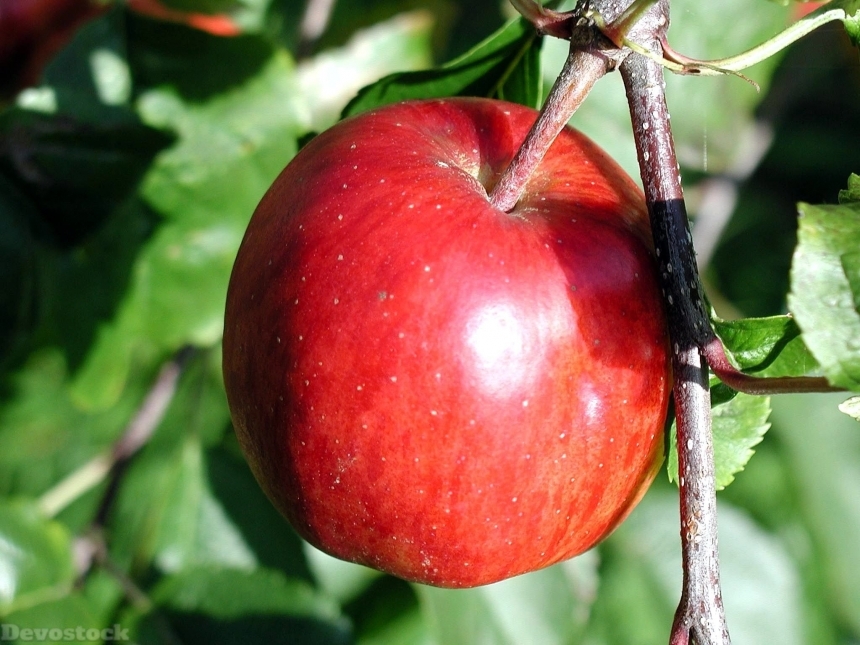 Devostock Branch Ripe Apple Fruits