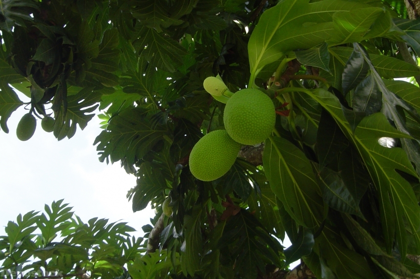 Devostock Breadfruit Fruta Pao