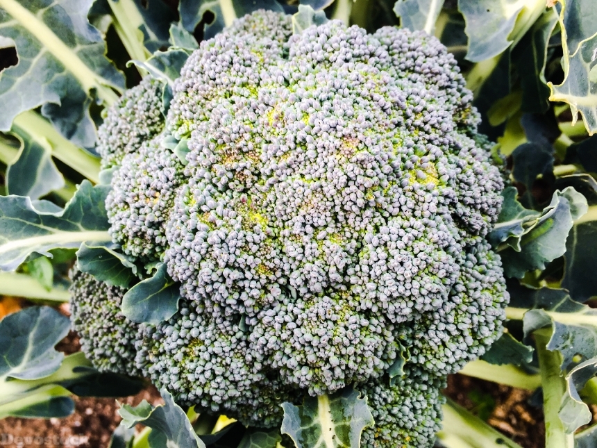 Devostock Broccoli Vegetables Garden Organic
