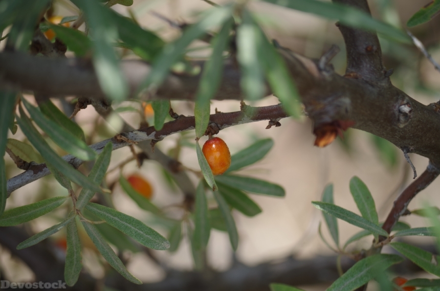 Devostock Buckthorn Fruit Berries Berry
