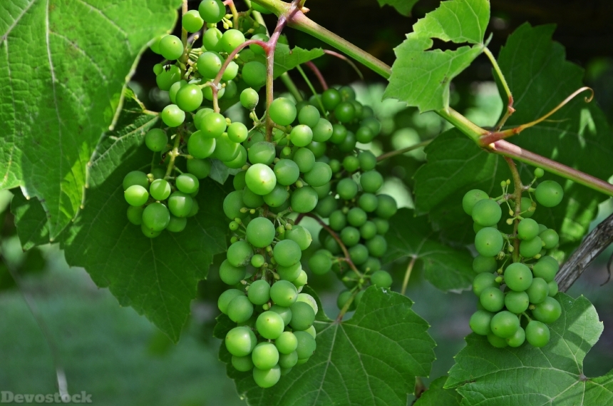 Devostock Bunch Grapes Fruit Wine