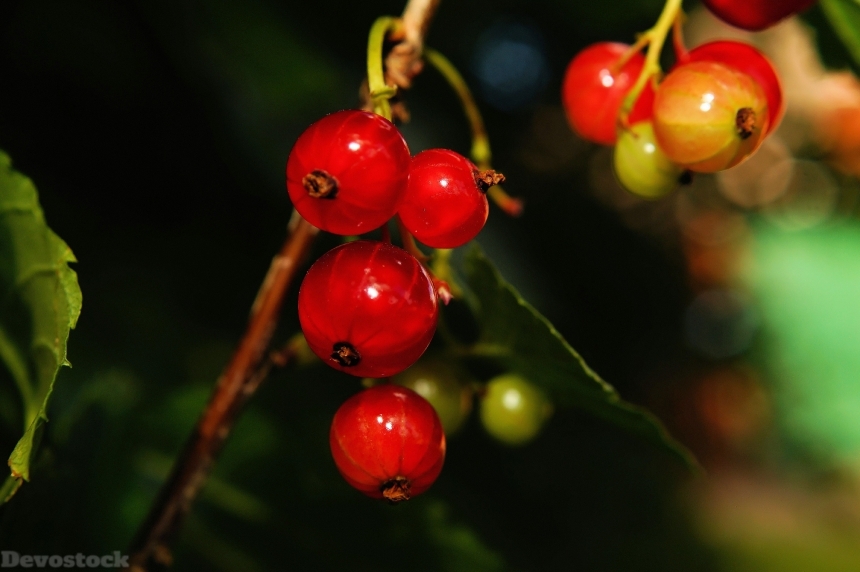 Devostock Bush Currants Fruit Vitamins
