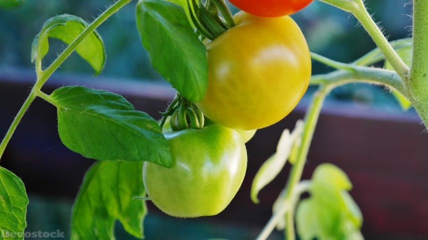 Devostock Bush Tomatoes Tomatoes Tomato 0