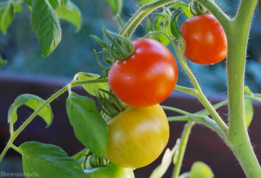 Devostock Bush Tomatoes Tomatoes Tomato 1