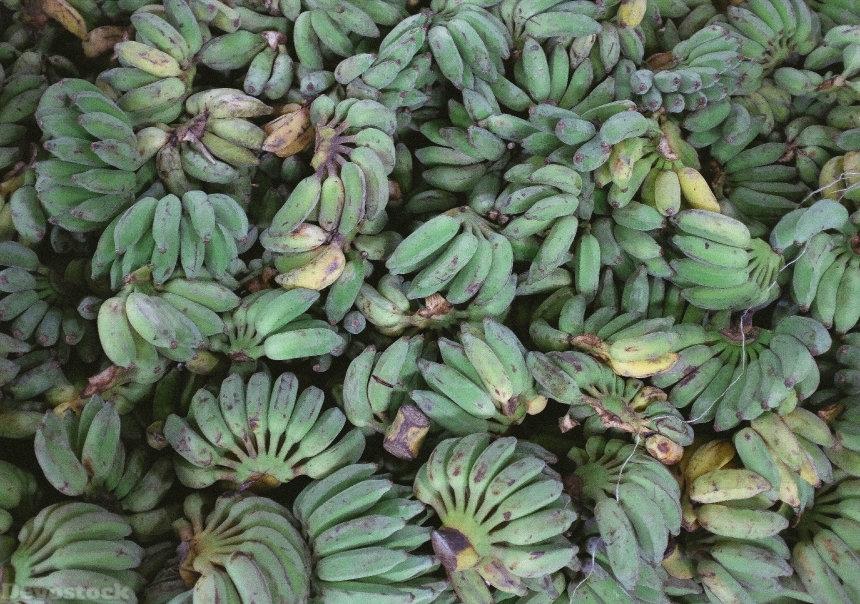 Devostock Bushels Green Bananas