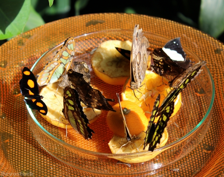 Devostock Butterflies Food Fruit 1408918