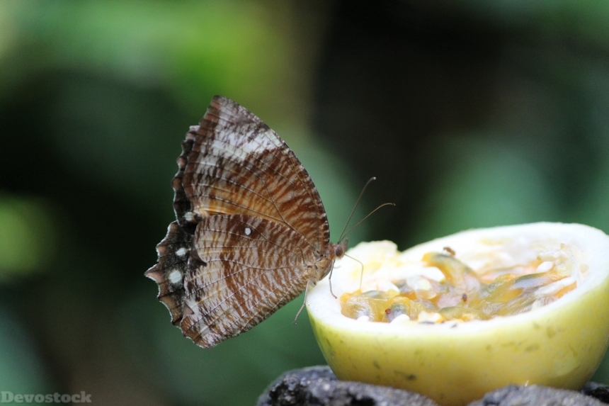 Devostock Butterfly Butterfly On Fruit