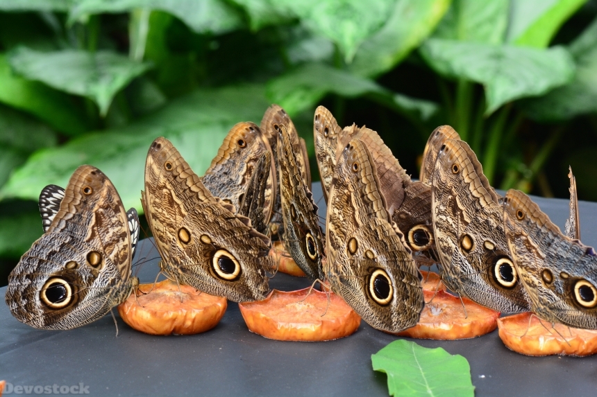 Devostock Butterfly Feast Fruit Wings
