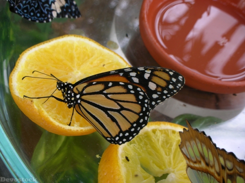 Devostock Butterfly Food Fruit 1218431