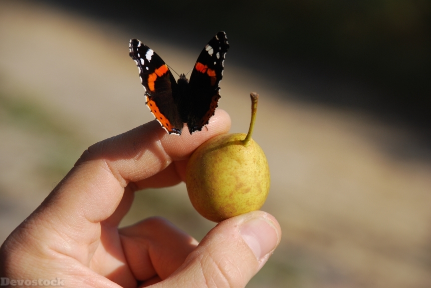 Devostock Butterfly Fruit Hand 614250
