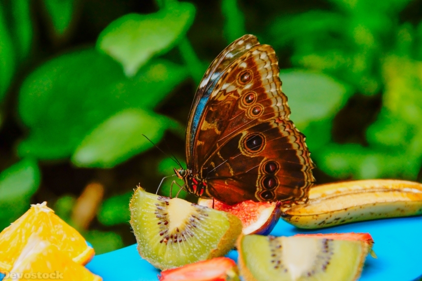 Devostock Butterfly Fruits Animal Kiwi