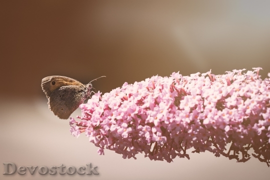 Devostock Butterfly Meadow Brown Male
