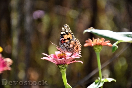Devostock Butterfly Nature Colorful 4k