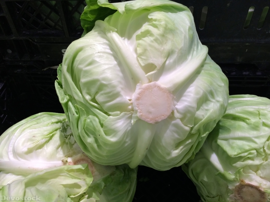 Devostock Cabbage Vegetables Seiyu Ltd
