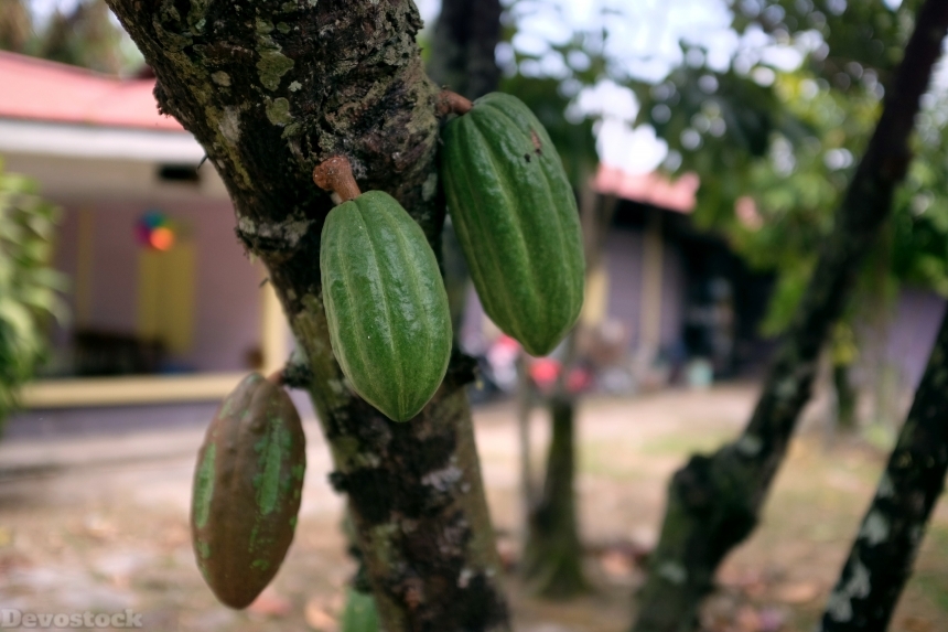 Devostock Cacao Pods At Kampong 0