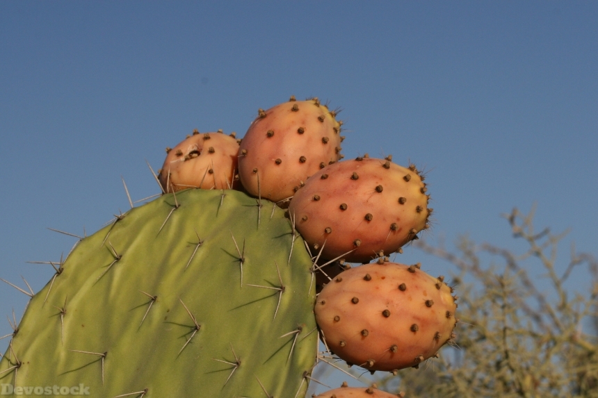 Devostock Cactus Close Up Fruit