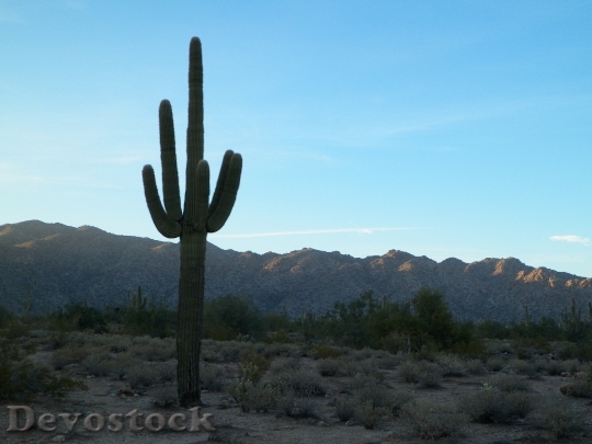 Devostock Cactus Desert West Western