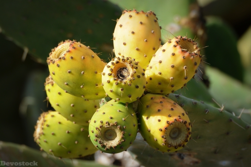 Devostock Cactus Figs Fruit Nature
