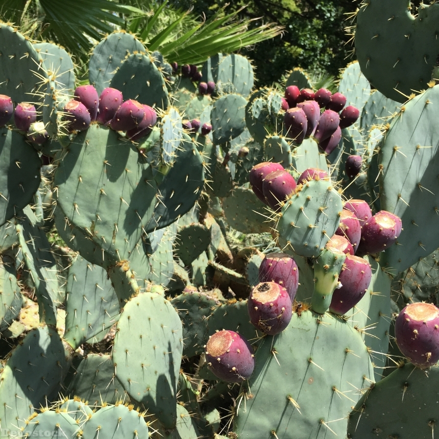 Devostock Cactus Fruit Cactus Prickly