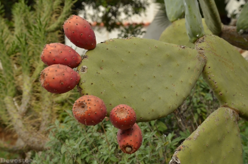 Devostock Cactus Fruit Plant Flora