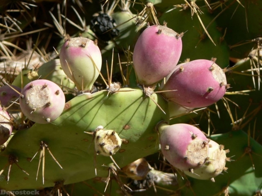 Devostock Cactus Fruits