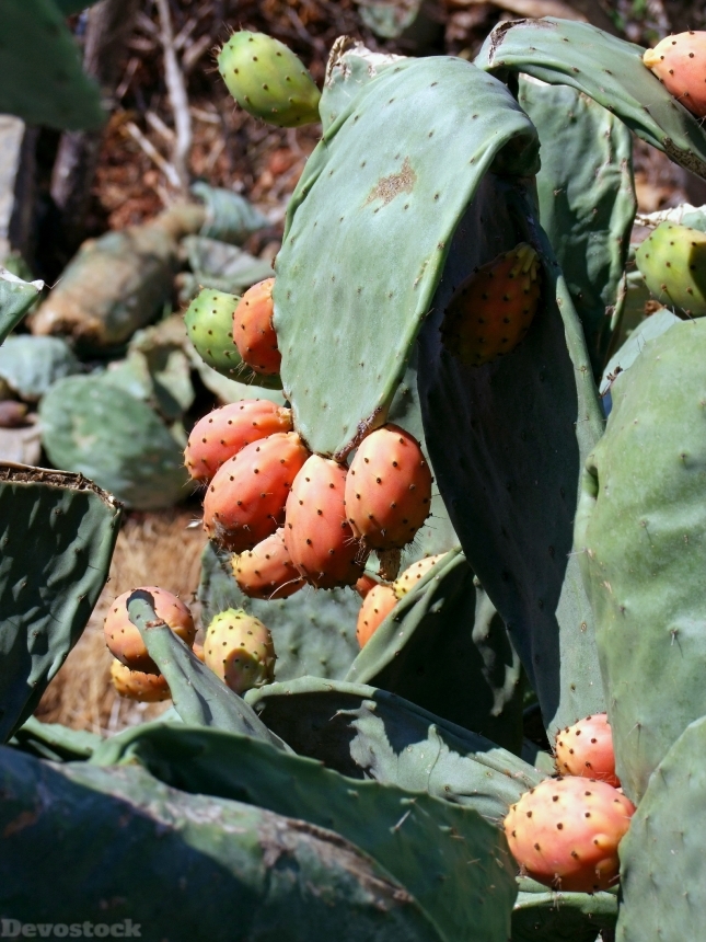 Devostock Cactus Greenhouse Cactus Fruit