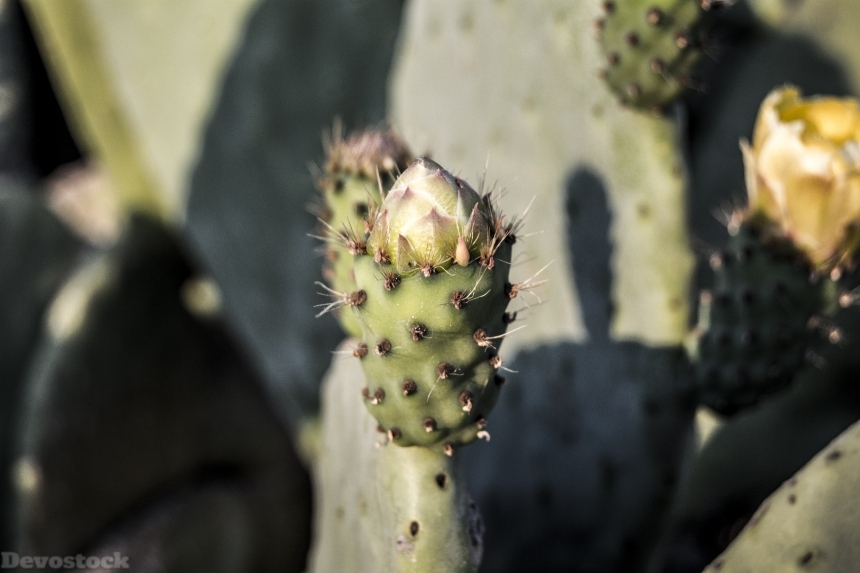 Devostock Cactus Nature Fruit Figs