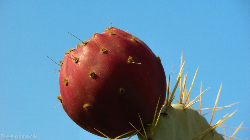Devostock Cactus Plant Fruit Nature