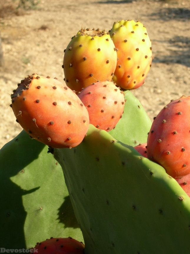 Devostock Cactus Plant Fruit Prickly 0