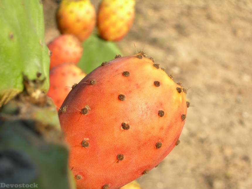 Devostock Cactus Plant Fruit Prickly