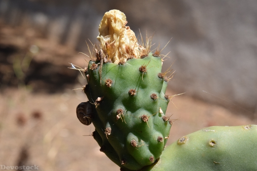 Devostock Cactus Prickly Pear 1452365