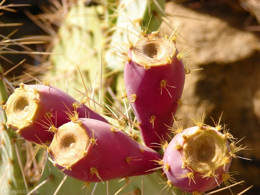 Devostock Cactus Prickly Pears Arizona