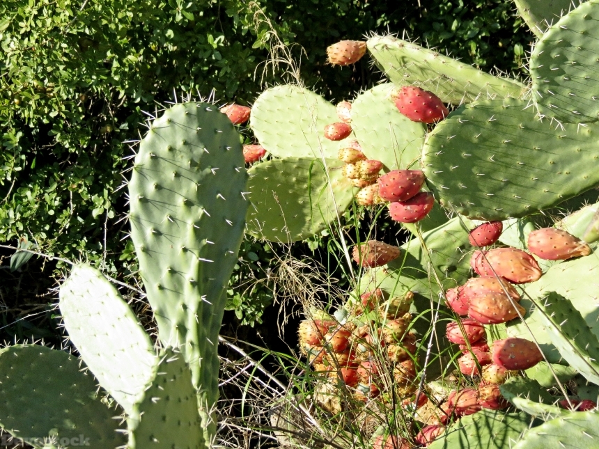 Devostock Cactus Summer Fruit Tzabar