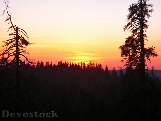 Devostock California Sunset Silhouettes Trees