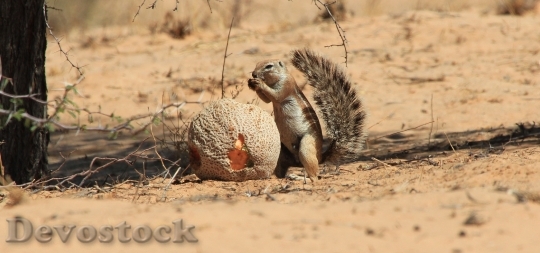 Devostock Cape Ground Squirrel Eating