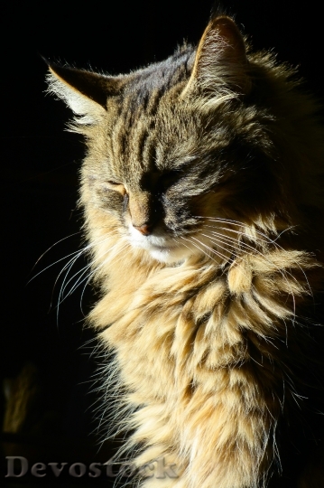 Devostock Cat In Sun Sunlight