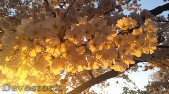 Devostock Cherry Blossom Spring Nature 0