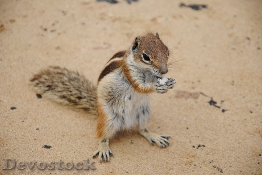 Devostock Chipmunk Squirrel Cute 270288
