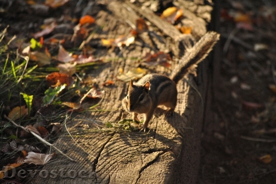 Devostock Chipmunk Squirrel Rodent Animal