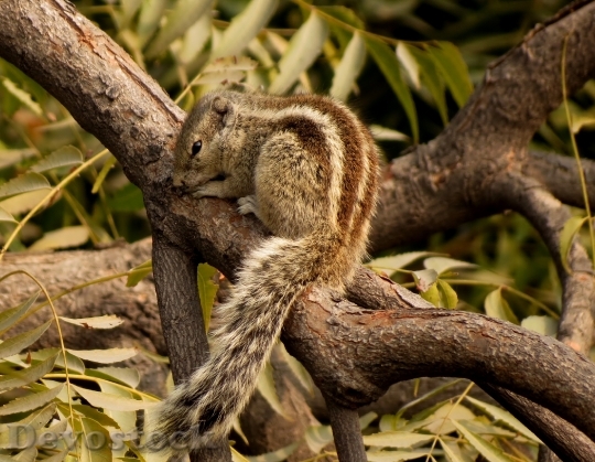 Devostock Chipmunk Tree Rodent Animal