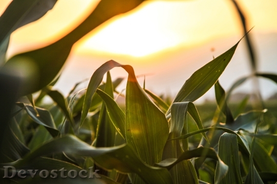 Devostock Corn Country Field Foliage