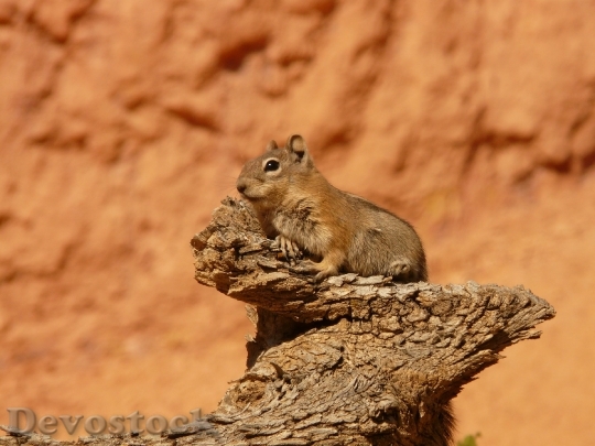 Devostock Cute Baby Chipmunk Squirrel