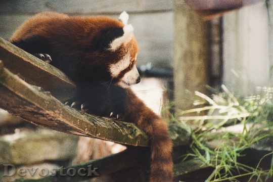 Devostock Cute Red Panda Zoo Nature