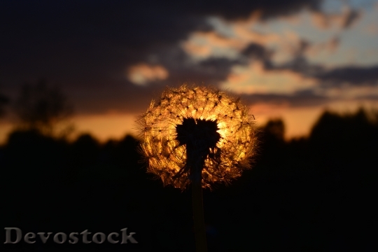Devostock Dandelion Sunset Afterglow 336430