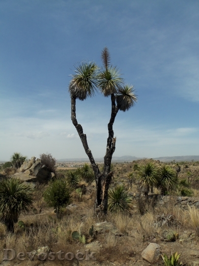 Devostock Desert Palma Rocks Dry
