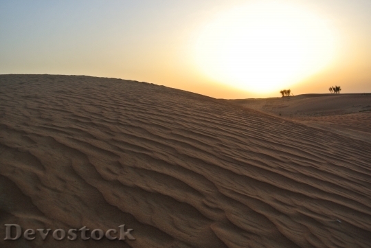 Devostock Desert Sunset Camels Landscape
