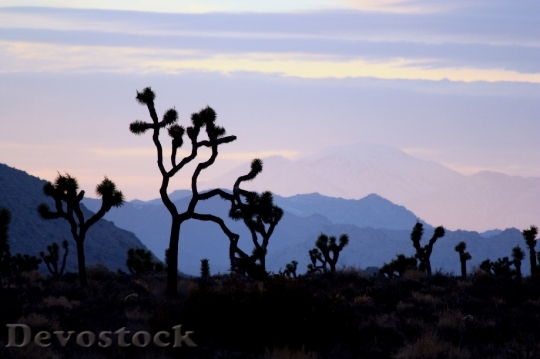 Devostock Desert Sunset Trees Landscape 0