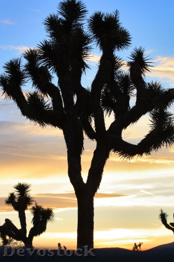 Devostock Desert Sunset Trees Landscape